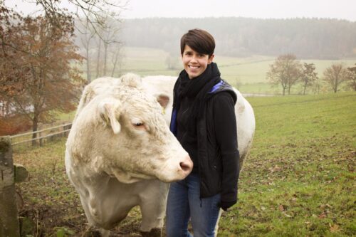 hodowla bydła mięsnego, rasa Charolaise