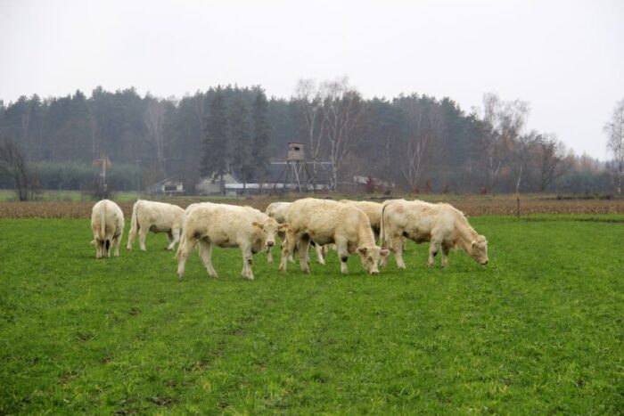 cena wołowiny, mięso wołowe