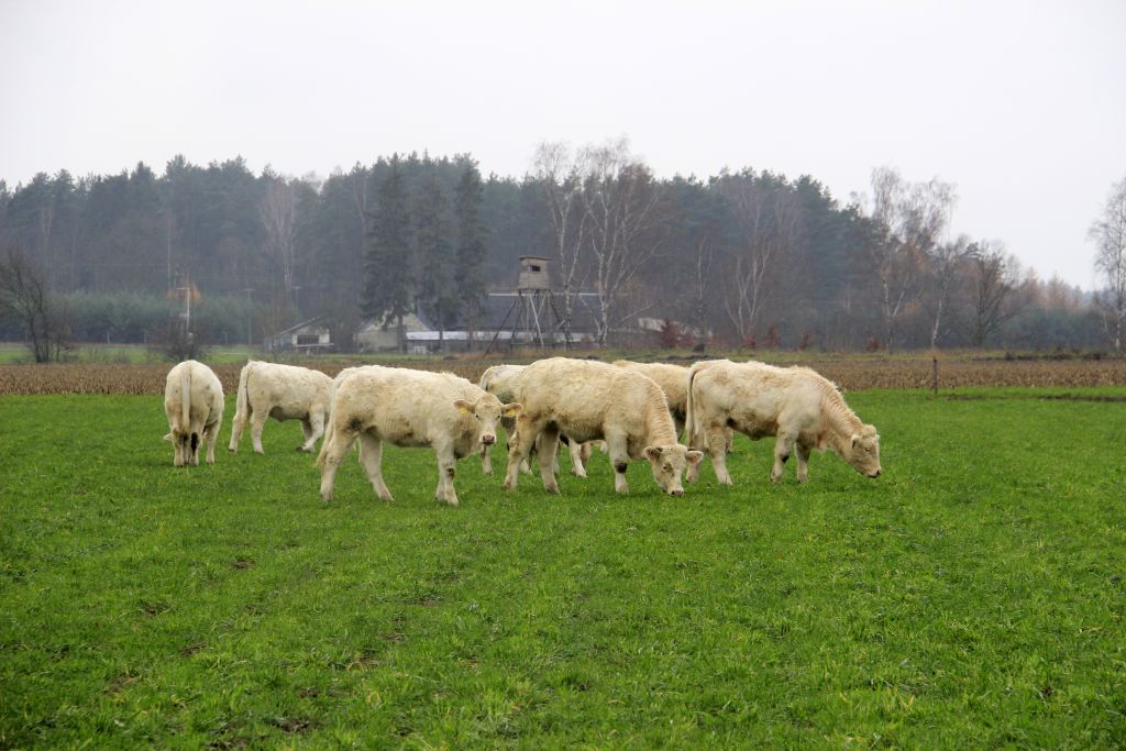 cena wołowiny, mięso wołowe