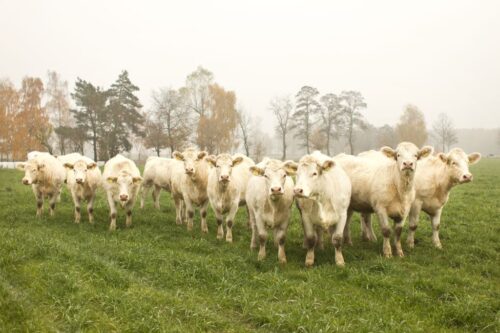 kwota hiltońska, wołowina wysokiej jakości, wołowina, handel mięsem, mięso