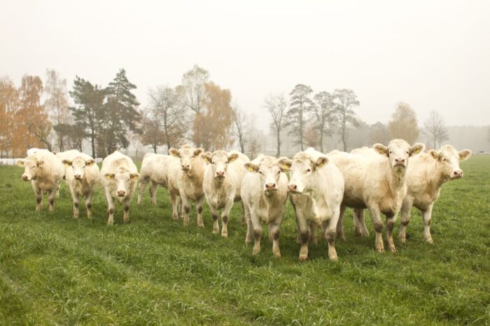 kwota hiltońska, wołowina wysokiej jakości, wołowina, handel mięsem, mięso