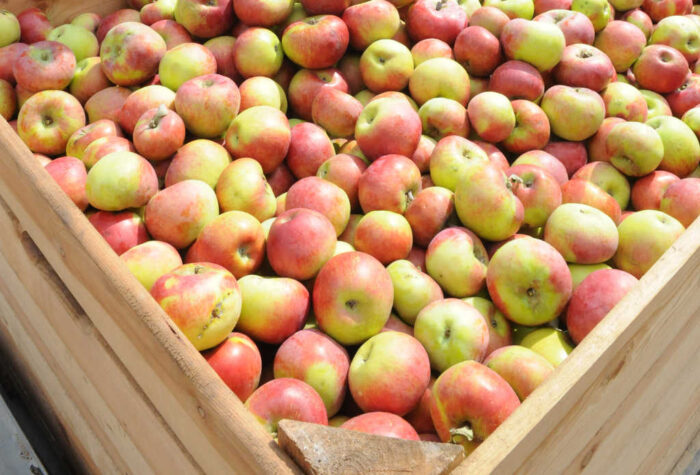 jabłka, owoce świeże, eksport, rosja, embargo