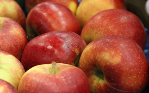 owoce, zbiory owoców, jabłka, Eberhard Makosz, Towarzystwo Rozwoju Sadów Karłowatych