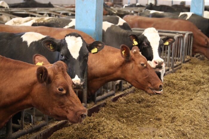 korowy pogłowie obora