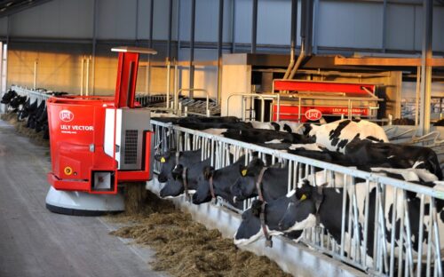 lely, krowy mleczne, lely vector, robot udojowy