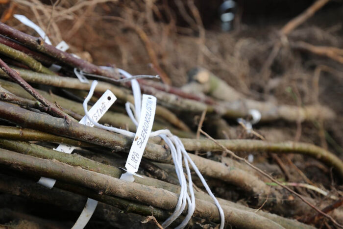 miododajne drzewka, bioróznorodność, pszczelarze, pożytki pszczele