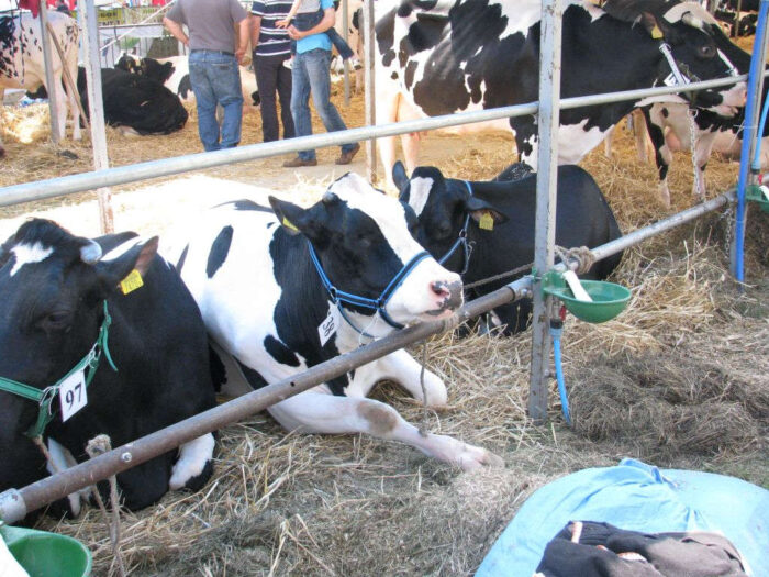 produkcja mleka, pomoc finansowa, hodowcy bydła mlecznego