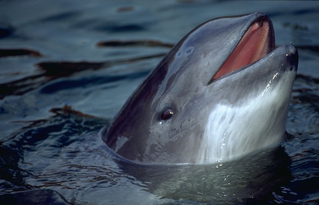 morświn,Bałtyk,ochrona,walenie,Ministerstwo Środowiska,WWF