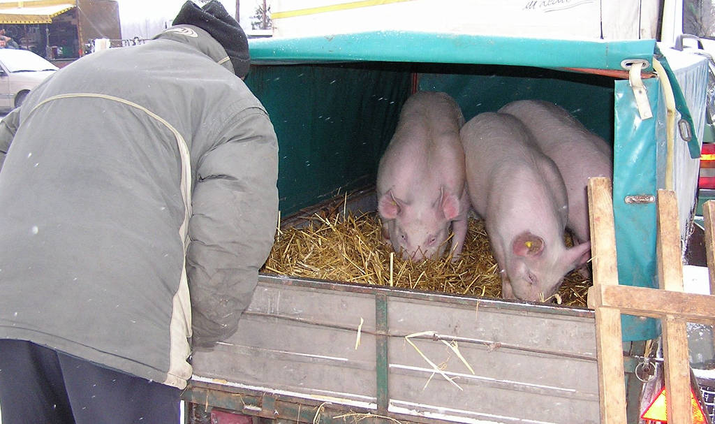 handel zwierzętami, nielegalne transakcje