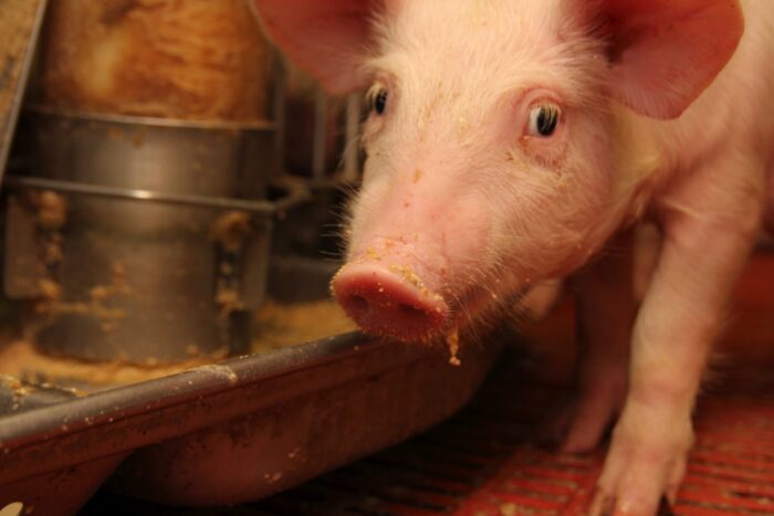 pasze lecznicze, profilaktyczne użycie antybiotyków, odporność na patogeny