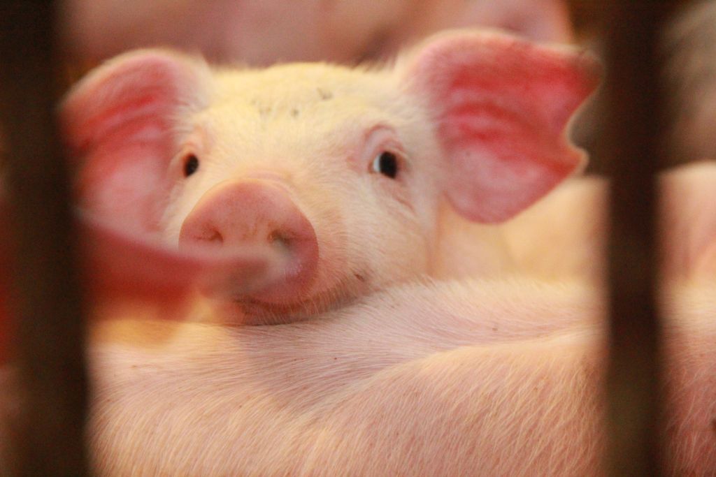 pogłowie świń, trzoda chlewna, liczba świń w UE