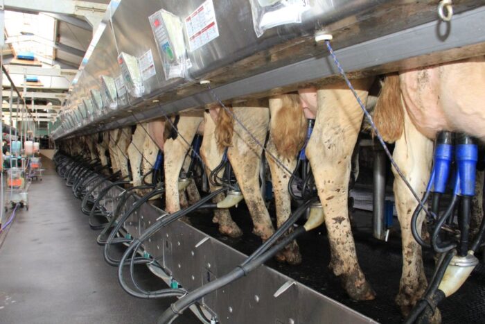 produkcja mleczarska, nowy PROW, rozwój gospodarstw