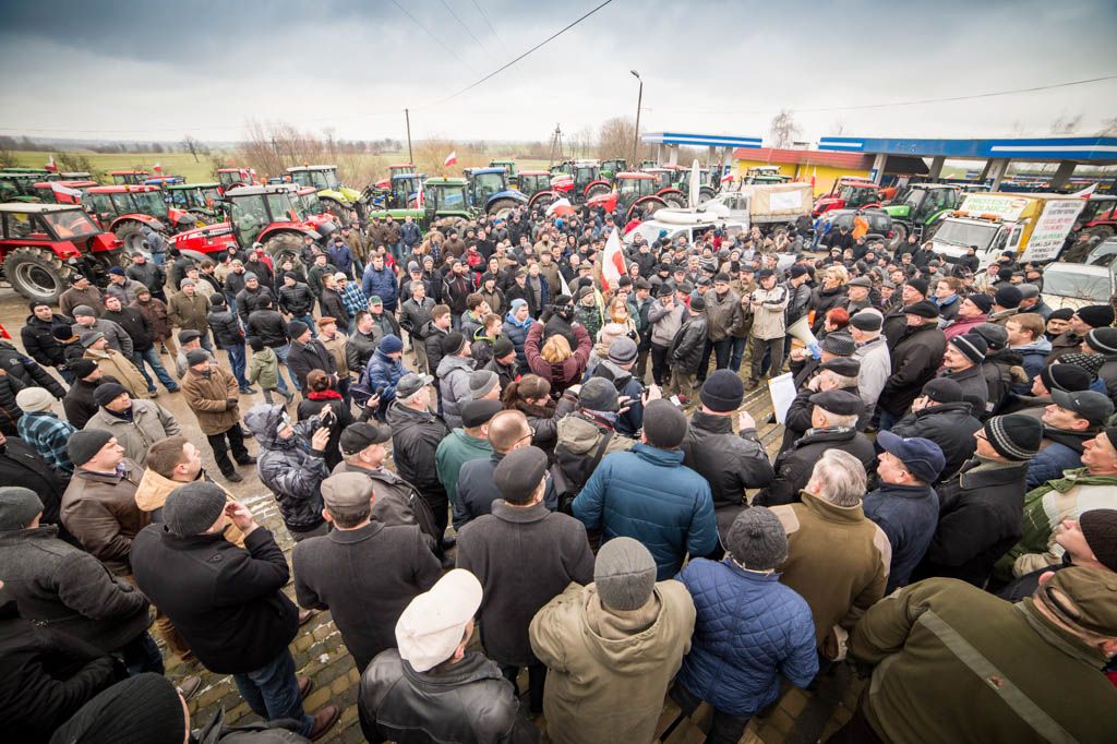 rynek trzody chlewnej, ceny trzody chlewnej, rolnicze protesty