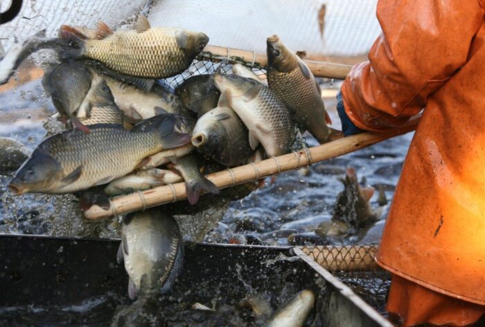 Rosyjska Federalna Służba Nadzoru Weterynaryjnego i Fitosanitarnego, Rossielchoznadzor, sankcje gospodarcze