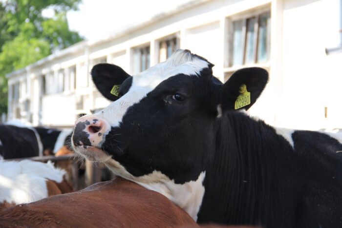 ruja, krowy mleczne, synchronizacja rui