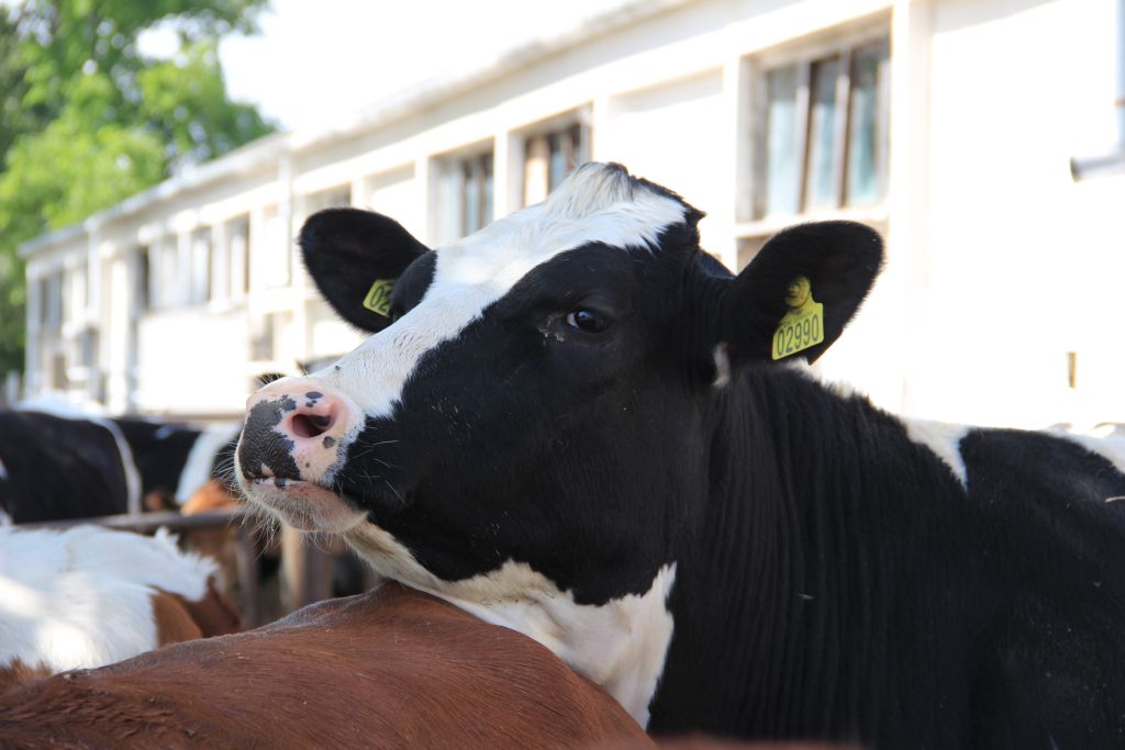 ruja, krowy mleczne, synchronizacja rui