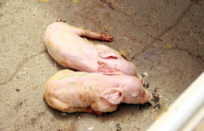 temperatura otoczenia prosiąt, ogrzewanie prosiąt