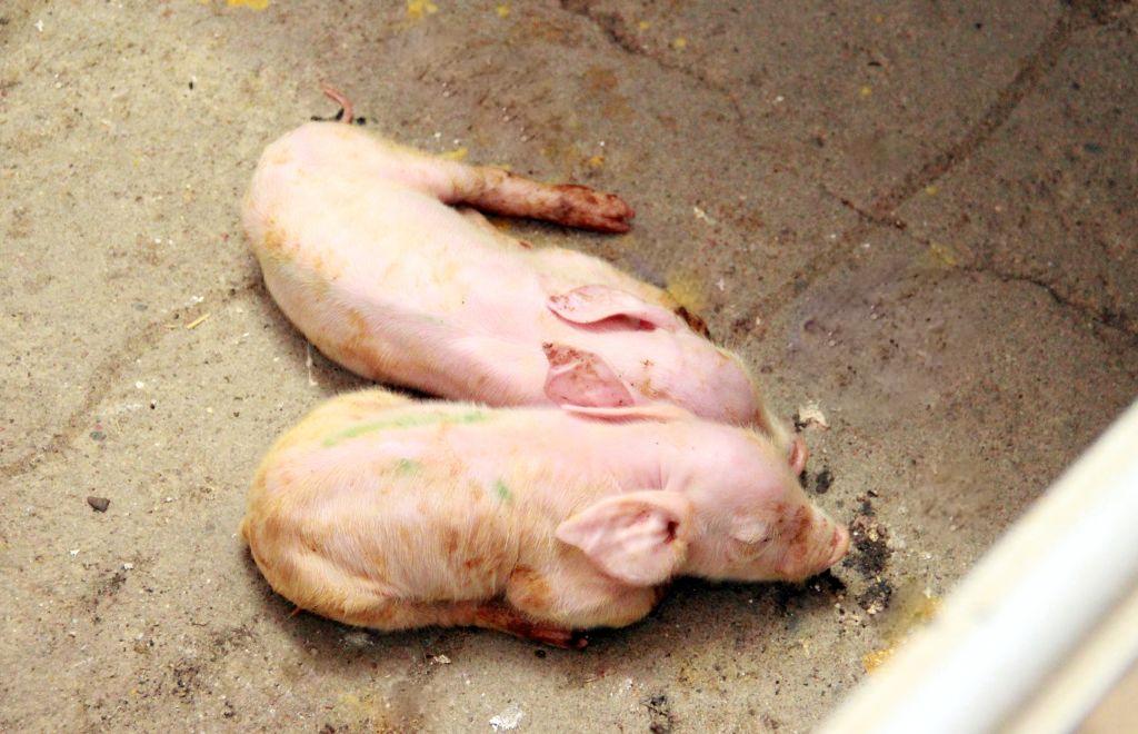 temperatura otoczenia prosiąt, ogrzewanie prosiąt