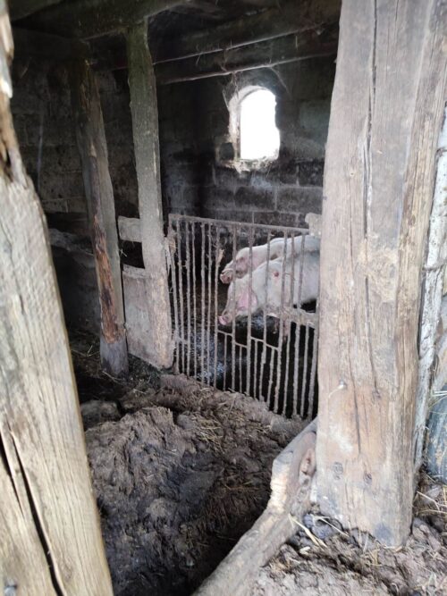 znęcanie się na zwierzętami, Gniezno, TOZ Gniezno, koszmar w gospodarstwie