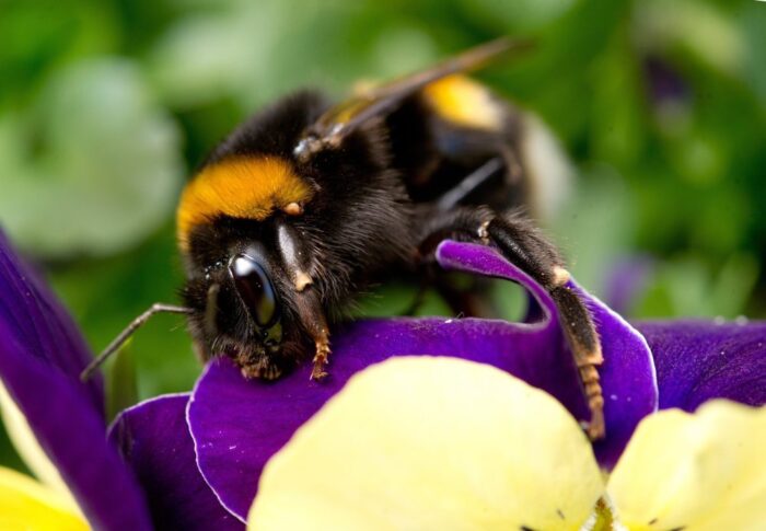 trzmiele,pestycydy,opryski,Kanada, Bee Vectoring Technologies