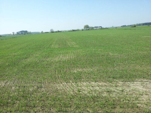 powiat makowski, pszenica jara, plantacja