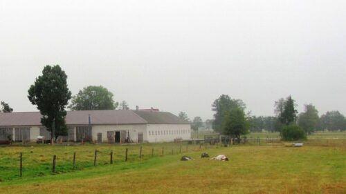 wilki,bydło,straty,szkody,RDOŚ,odszkodowanie