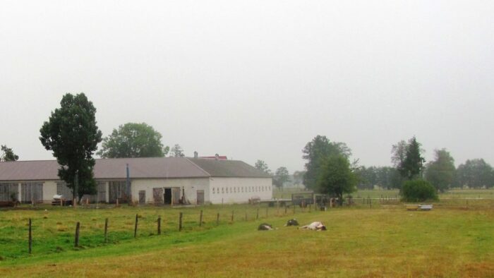 wilki,bydło,straty,szkody,RDOŚ,odszkodowanie