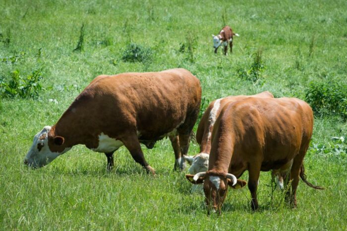 rynek mięsa, ceny mięsa, wieprzowina, wołowina, drób