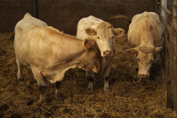 handel mięsem, wołowina, wieprzowina, drób