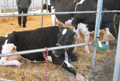 zanieczyszczenie powietrza, amoniak, odchody zwierzęce