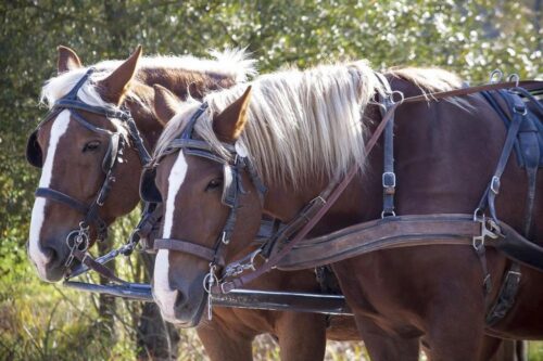 pijani traktorzyści, pijany woźnica, gubałówka, anna pawłowska, Krzysztof Marcjan