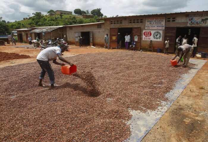 Międzynarodowa Organizacja Cukru, Międzynarodowa Organizacja Kakao, produkcja cukru, produkcja kakao
