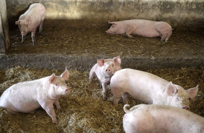 rynek trzody chlewnej, ceny trzody chlewnej, sejmowa komisja rolnictwa