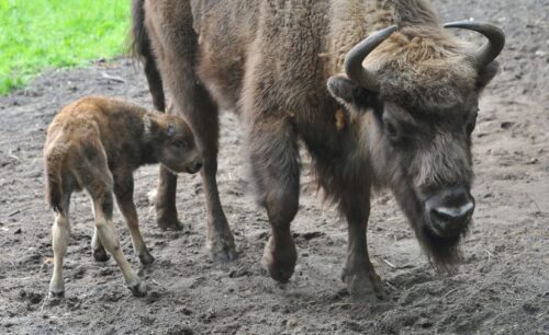 żubr, Wanda Olech-Piasecka, Szkoła Główna Gospodarstwa Wiejskiego