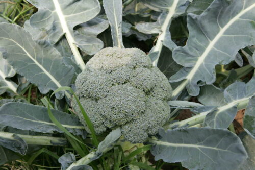 brokuł, żywność, zakupy, przechowywanie