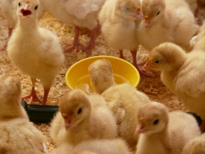 produkcja drobiu, rynek mięsa, komisja europejska