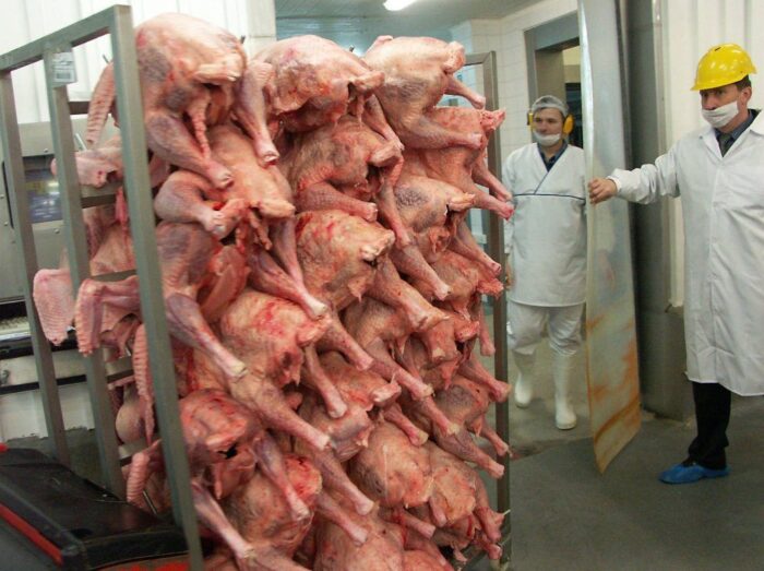 produkcja drobiu, rynek mięsa, komisja europejska