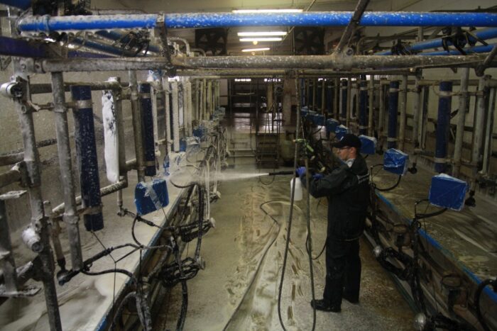 hala udojowa, mycie, bydło mleczne, dój