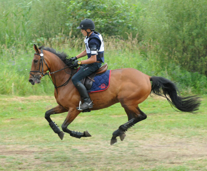 konie, ubezpieczenie konia, koń, ubezpiecz konia, Concordia Ubezpieczenia