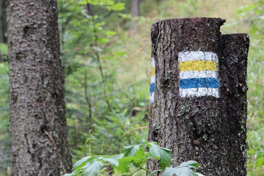 las, leśnicy, prawo, przepisy, ustawa, Sejm, prezydent, drewno