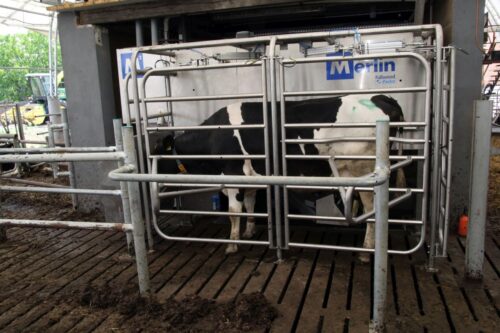 krowy mleczne, bydło mleczne, mleko, hodowcy bydła, roboty udojowe, poidła, stół paszowy, Merlin, obora, hala namiotowa