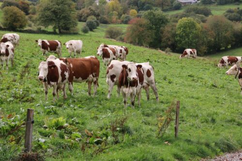 Montbeliarde Francja sery mleko