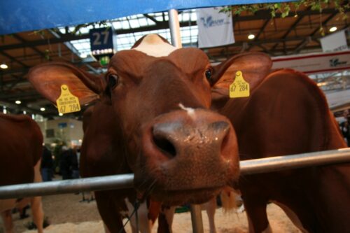 choroba niebieskiego języka, bydło, owce, kozy