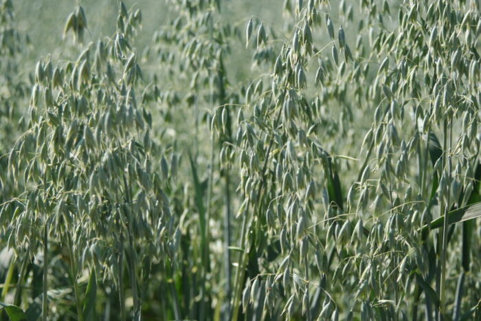 owies, uprawa w międzyplonie, łaściwości fitosanitarne owsa