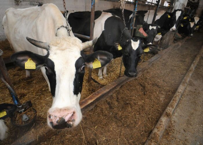 pasza, owady, białko zwierzęce, hodowla, białko owadzie, źródła białka