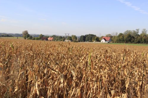 niskie plony kukurydzy, żywienie bydła,