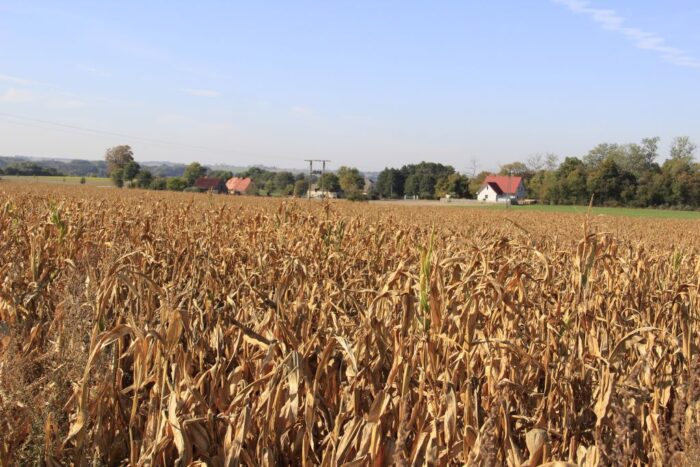 niskie plony kukurydzy, żywienie bydła,