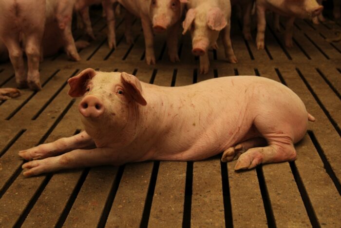 prrs, trzoda chlewna, wirus, opłacalność produkcji