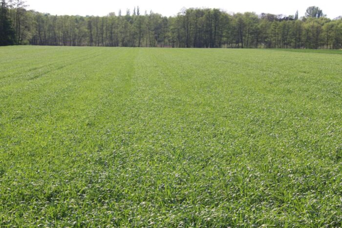 euronext w paryżu, cbot w chicago, notowania zbóż, pszenica, kukurydza