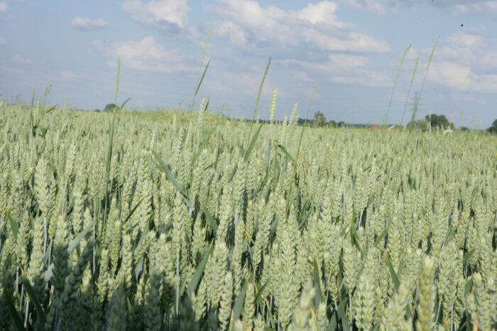 zbiory pszenicy, produkcja pszenicy, ceny pszenicy